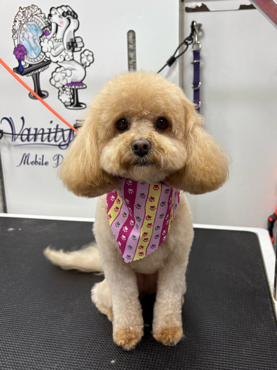 Groomed dog wearing a colorful bandana on a grooming table with 'Vanity Mobile Pet Grooming' in the background.