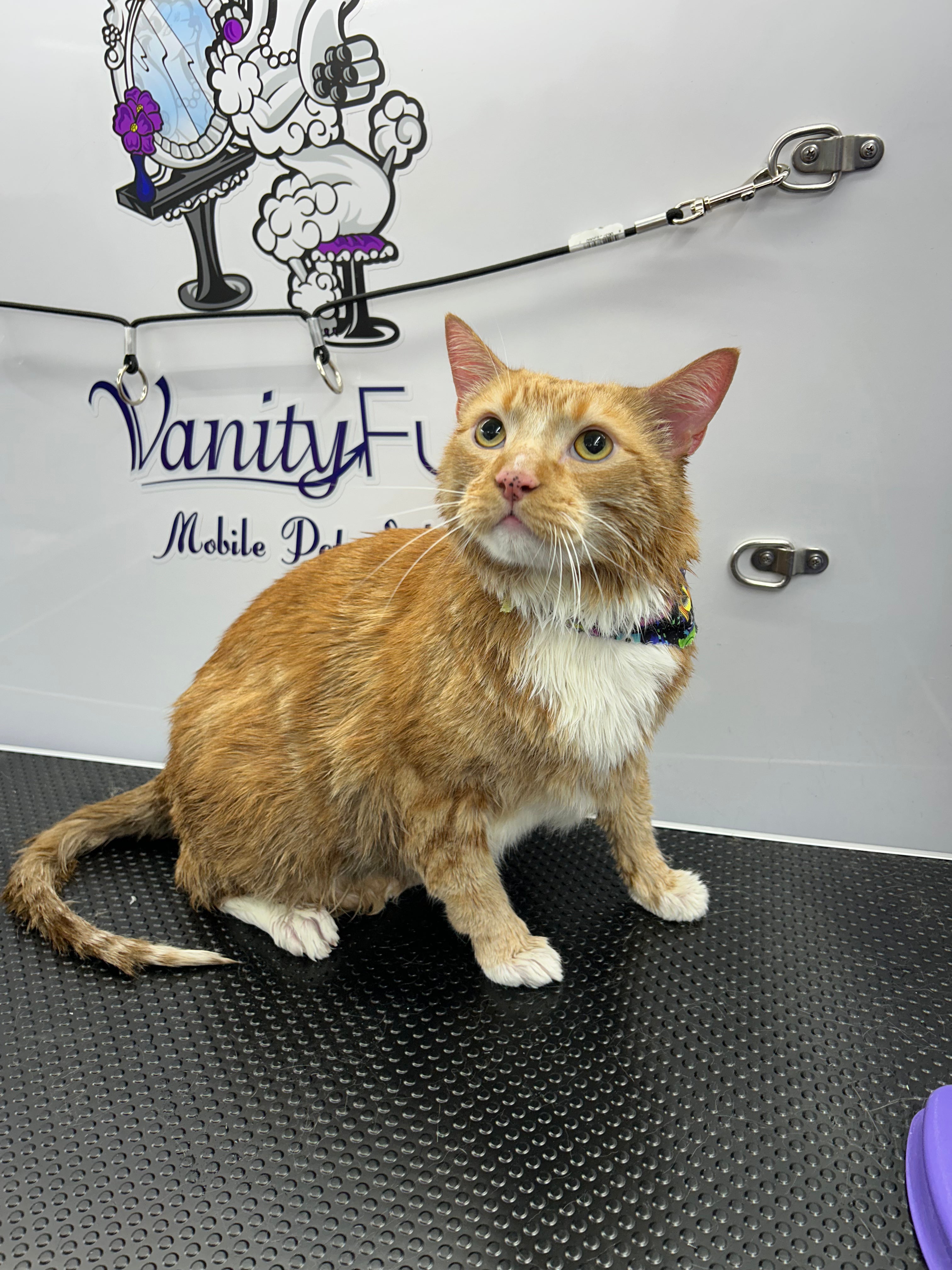 Cat sitting on a grooming table with 'Vanity Fur' branding in the background