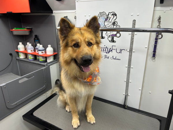 Dog standing inside a pet grooming salon with 'Community Fur' branding.