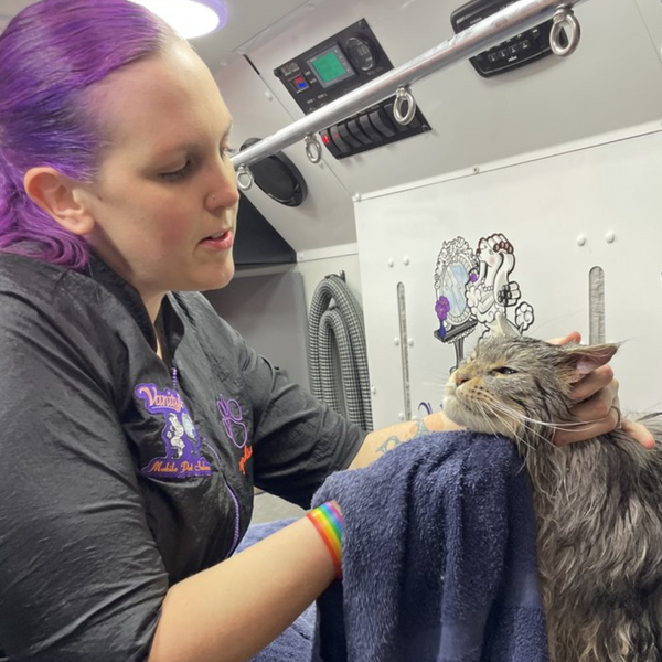 Person with purple hair holding a gray cat inside a vehicle, likely a grooming salon.